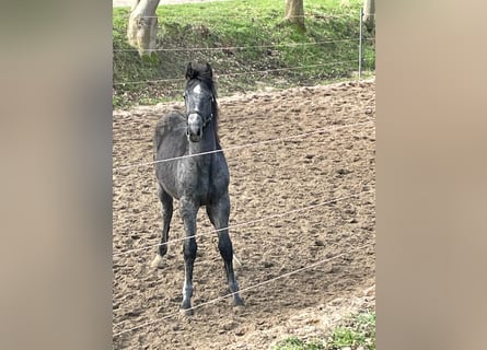 Caballo de Holstein, Semental, 1 año, 161 cm, Tordo