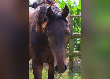 Caballo de Holstein, Semental, 1 año, 168 cm, Castaño oscuro
