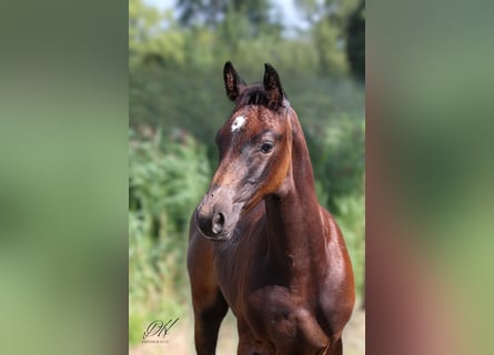 Caballo de Holstein, Semental, 1 año, 168 cm, Tordo