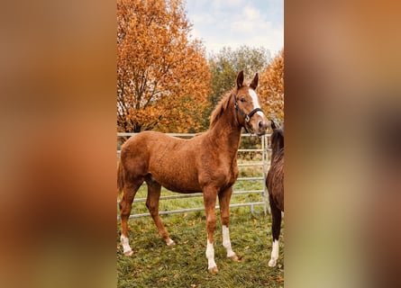 Caballo de Holstein, Semental, 1 año, 170 cm, Alazán