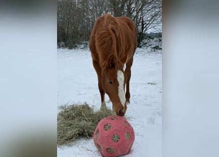 Caballo de Holstein, Semental, 1 año, 170 cm, Alazán