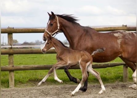 Caballo de Holstein, Semental, 1 año, 170 cm, Castaño