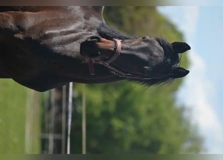 Caballo de Holstein, Semental, 1 año, 170 cm, Castaño