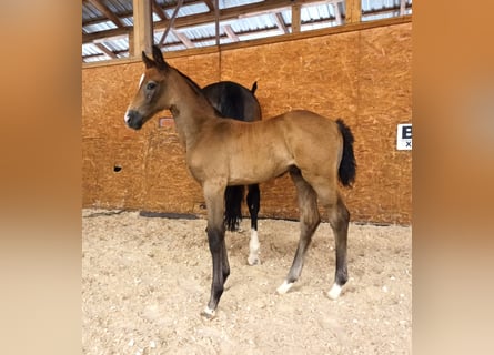 Caballo de Holstein, Semental, 1 año, 170 cm, Castaño oscuro