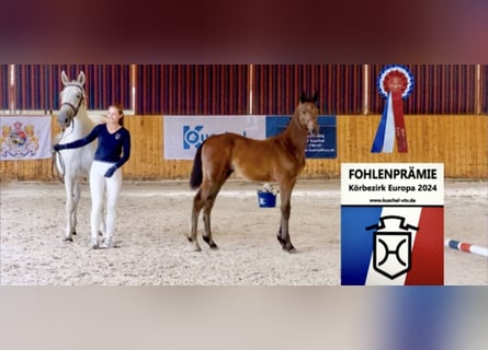 Caballo de Holstein, Semental, 1 año, 172 cm, Tordo