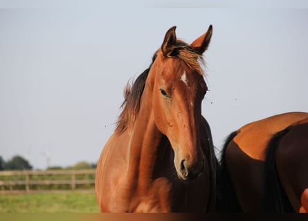 Caballo de Holstein, Semental, 1 año, Castaño