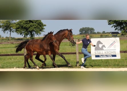 Caballo de Holstein, Semental, 1 año, Castaño