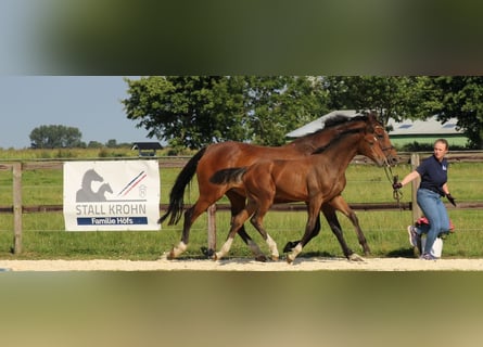 Caballo de Holstein, Semental, 1 año, Castaño