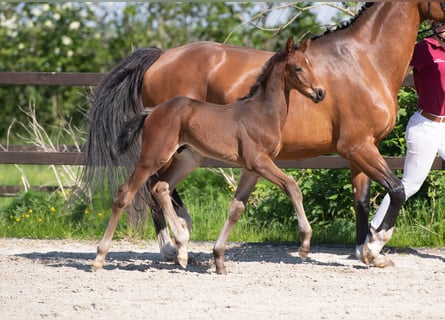 Caballo de Holstein, Semental, 1 año, Castaño