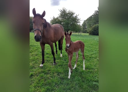 Caballo de Holstein, Semental, 1 año, Castaño