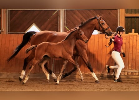 Caballo de Holstein, Semental, 1 año, Castaño