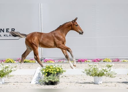 Caballo de Holstein, Semental, 1 año, Castaño