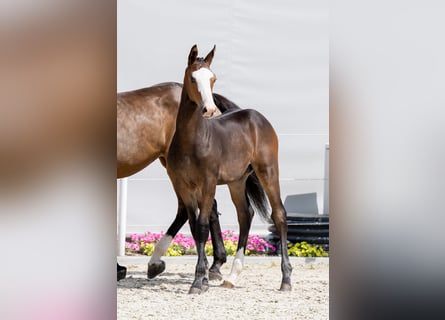 Caballo de Holstein, Semental, 1 año, Castaño