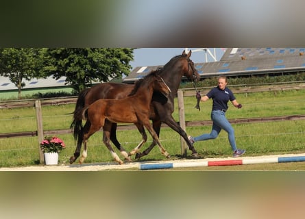 Caballo de Holstein, Semental, 1 año, Castaño oscuro