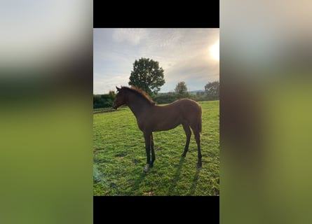 Caballo de Holstein, Semental, 1 año, Castaño