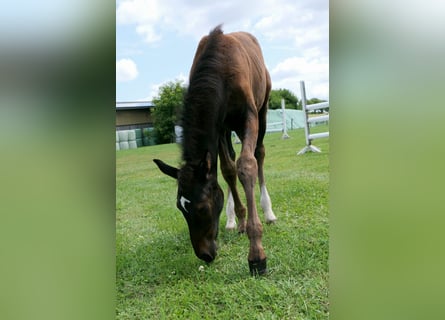 Caballo de Holstein, Semental, 1 año, Musgo