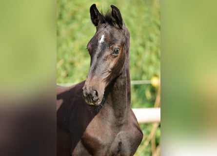 Caballo de Holstein, Semental, 1 año, Tordo