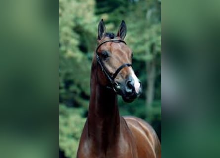 Caballo de Holstein, Semental, 24 años, Castaño