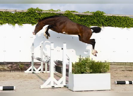 Caballo de Holstein, Semental, 2 años, 153 cm, Castaño