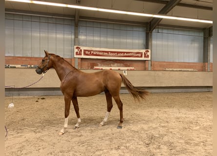 Caballo de Holstein, Semental, 2 años, 162 cm, Alazán