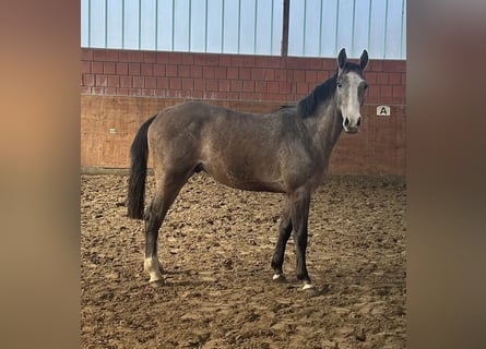 Caballo de Holstein, Semental, 2 años, 165 cm, Tordo