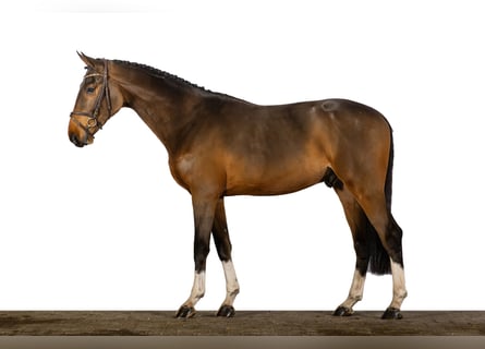 Caballo de Holstein, Semental, 2 años, 168 cm, Castaño oscuro