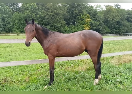 Caballo de Holstein, Semental, 2 años, Castaño