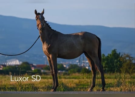 Caballo de Holstein, Semental, 2 años, Tordo