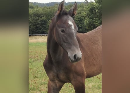 Caballo de Holstein, Semental, 2 años, Tordo