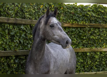 Caballo de Holstein, Semental, 3 años, 159 cm, Tordo