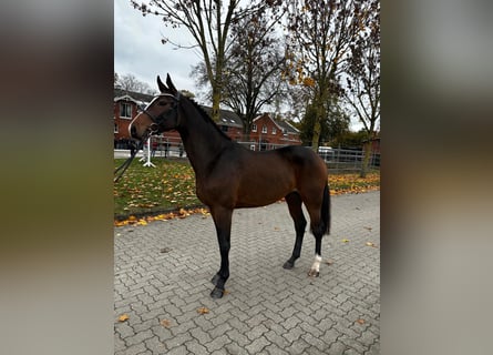 Caballo de Holstein, Semental, 3 años, 165 cm