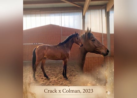 Caballo de Holstein, Semental, 3 años, 165 cm, Castaño