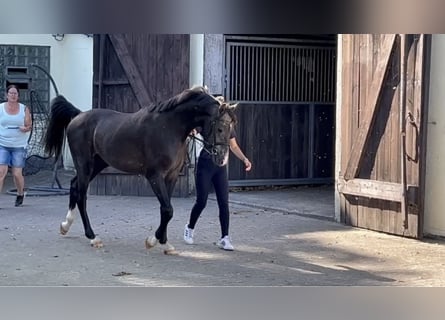 Caballo de Holstein, Semental, 3 años, 167 cm, Tordillo negro