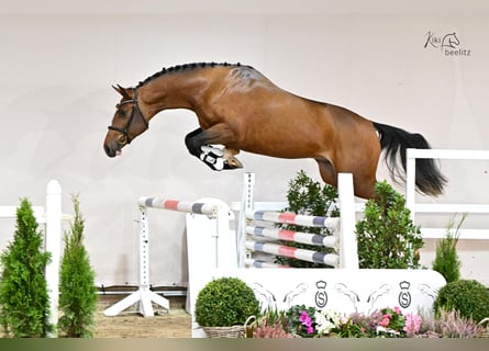 Caballo de Holstein, Semental, 3 años, 168 cm, Castaño