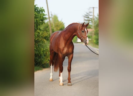 Caballo de Holstein, Semental, 3 años, 169 cm