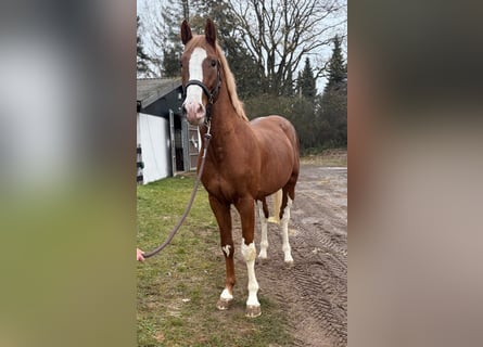 Caballo de Holstein, Semental, 3 años, 170 cm, Alazán