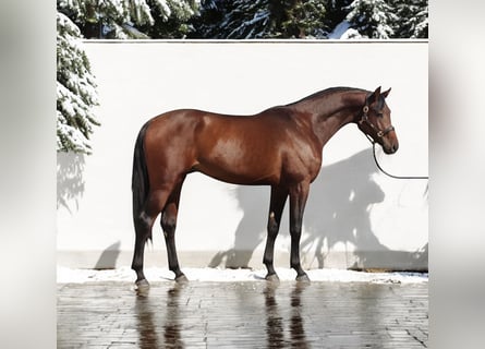 Caballo de Holstein, Semental, 4 años, 168 cm, Castaño rojizo