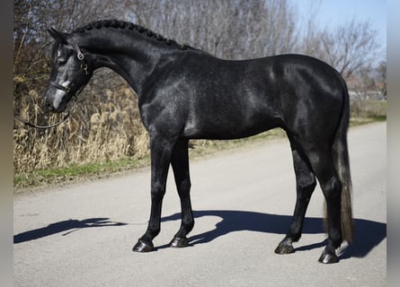 Caballo de Holstein, Semental, 4 años, 170 cm, Tordillo negro