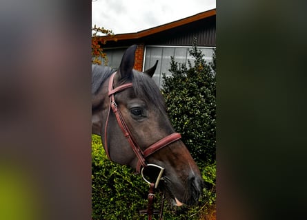 Caballo de Holstein, Semental, 5 años, 165 cm, Castaño