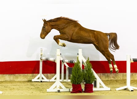 Caballo de Holstein, Semental, 6 años, 161 cm, Alazán
