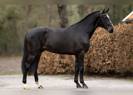 Caballo de Holstein, Semental, 7 años, 170 cm