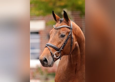 Caballo de Holstein, Semental, 2 años, 170 cm, Castaño