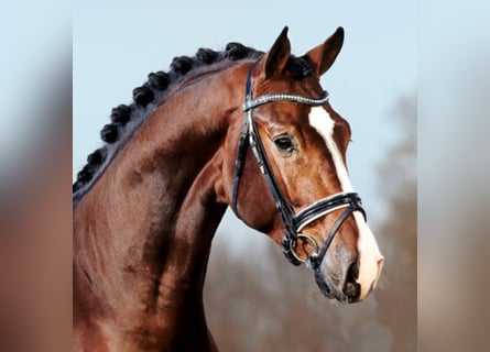 Caballo de Holstein, Semental, 17 años, 176 cm, Castaño