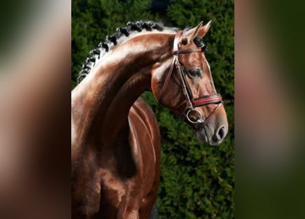 Caballo de Holstein, Semental, 26 años, 170 cm, Castaño