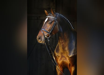 Caballo de Holstein, Semental, 9 años, 172 cm, Castaño oscuro