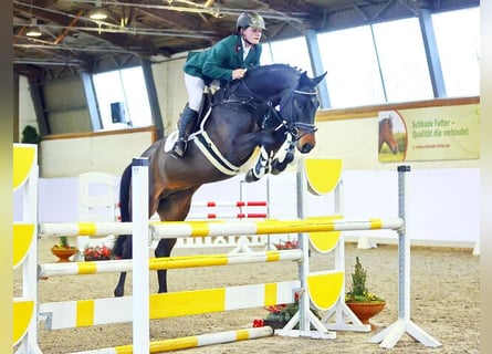 Caballo de Holstein, Semental, 6 años, 166 cm, Castaño oscuro