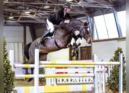 Caballo de Holstein, Semental, 13 años, 169 cm, Castaño