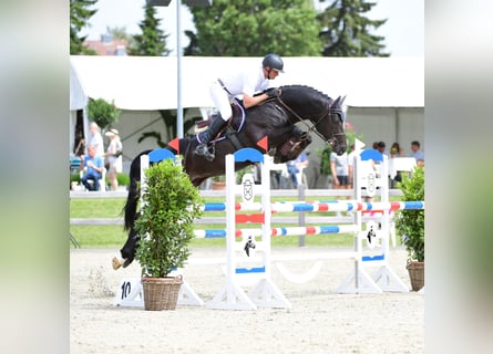 Caballo de Holstein, Semental, 8 años, 166 cm, Morcillo