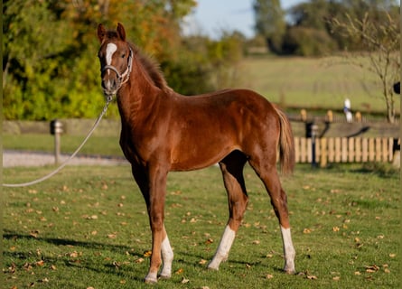 Caballo de Holstein, Semental, Potro (04/2025), 145 cm, Alazán-tostado