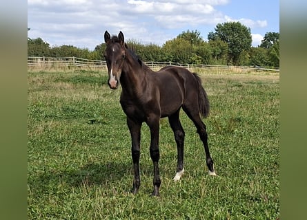 Caballo de Holstein, Semental, Potro (04/2026), 168 cm, Castaño oscuro